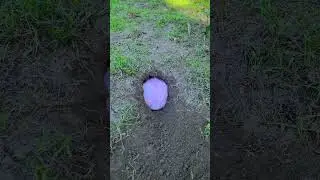 Rabbit digging hole #rabbit #bunny #cuterabbit #RabbitLife