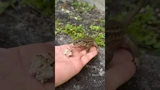 Hand feeding a Curly Tail Lizard in South Florida.