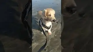 多分、風とハイル #shorts #ミニチュアダックスフンド #dog #doglover #犬のいる暮らし #海 #サカナクション #cutedog #cute #animals
