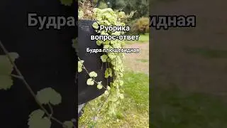 #совет #польза #сад #будра #огород #garden #advice #lifehack #glechomahederacea