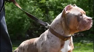 American Bully Platinum tri merle TKS RAMAPAGE of the dream team first litter 1 week update