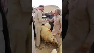 سوق الغنم في محافظة الرقة - بيزار الجرنية
