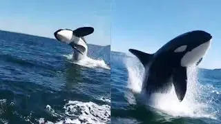 Orcas Jumping Out of Water in One of Chile's Canals || WooGlobe