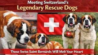 #Visit Barryland in Martigny - Valaiz || #The Barry Foundation - dedicated to Saint Bernard dogs.|🇨🇭