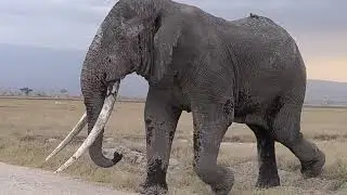 Michael The Amboseli Tusker Elephant