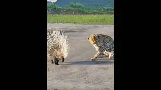 @Animallive-i4m