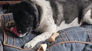 Coco finding treat.#dogfun #pets #dogs #akita #funnypets #doglove #love #funny 