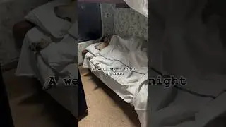 Never thought travelling with dog would be so easy #dogshorts #dogvideos #labrador #traintravel #dog