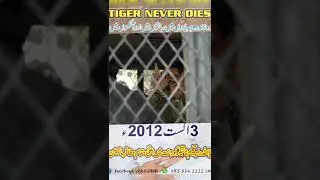 Raja Kaleem Tiger Shahid Tsf group. 🐅