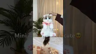 Mini cat bag is so kawaii🫨🫨 #chongker #cat #catbag #cute #funny