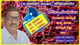 19 JANUARY 2026 GUNTUR MARKET MIRCHI RATES|గుంటూరు మిర్చి మార్కెట్ ధరలు|गुंटूर मार्केट मिर्च के रेट