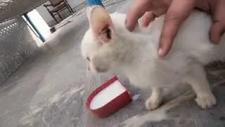 Two Colored Eyes Cat is here, what should I name it???