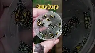 cute frogs #animals #frog #wildlife #nature
