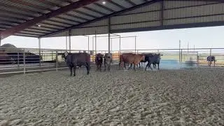 10 head of Older Crossbred Cows, #0905 | Cattle for sale