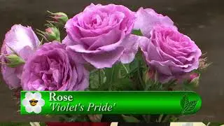 Portland's Best Rose