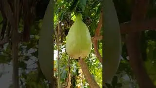 Amma வீடு Village life |gramathu life | Village vazhkai | gramathu vazhkai | treanting video 