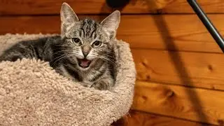 Feral Kitten to Furry Friend: 14 Days of Transformation