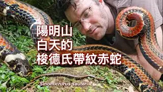 在陽明山的 梭德氏帶紋赤蛇 (Sinomicrurus sauteri) Sauters Coral Snake