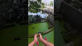 Uratowałem glon ❤️