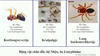 Động vật ch&acirc;n đốt, bộ Nhện, họ Linyphiidae gewoon alpina vals arthropoda radiata coccinea wevertje