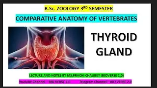 B.Sc Zoology Thyroid Gland notes #endocrinology #thyroid #thyroidgland #hormones #hormonehealth 