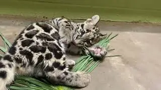 Meet Clouded Leopard Cub Rakhan