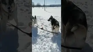 Playing in the epic snow