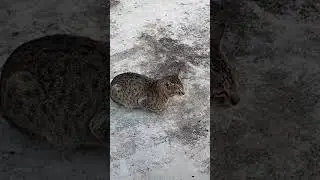 Lonely Cat Stay Calm