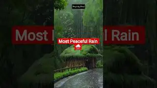 Rainfall in the Bamboo Forest 🌿🌧️ | Peaceful Nature Ambience #rain #viral #nature