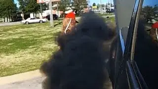 Black smoking some poor bastard in a dog costume!!! LMAO