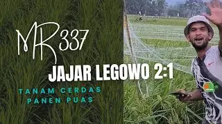 Rahasia Panen Melimpah! Tanam Padi Jajar Legowo 2:1