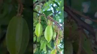 Черная тля повреждает карамболу