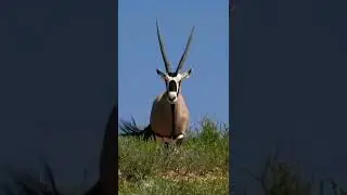 Oryx Transformation [Part 21] | Wild Animal | Oryx #shorts