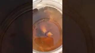 Homemade fertilizer || #ytshorts #shorts  #plant #garden #nature #ihavethisthingwithplants