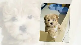 Watch at your own risk: Cuteness Overloaded 🐶💖