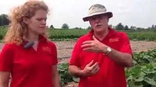 Trap Crops in Cucurbit-crop Systems, Mark Gleason, IA
