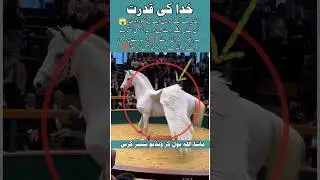 Bartania Ma Urny Wala Ghora 😱💯 #shocking #viralvideo #shorts #inspiration #trendingnow #islamicvideo