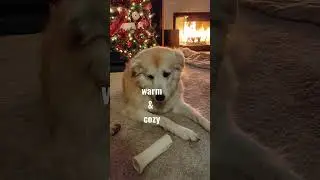 Cutest dogs cozily hang out w/ owner by the fireplace. #cutestdog  #funnypetvideos #petsmart #winter