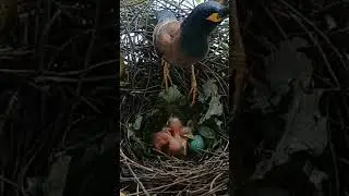 #Shorts#YouTubeShorts#Birds#Wildlife#Nature#CommonMyna#BabyBirds#BirdFeeding#BirdNest#WildBirds18