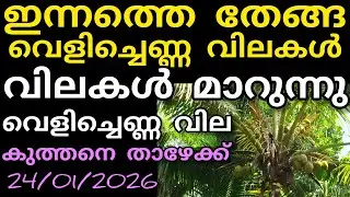 ഇന്നത്തെ തേങ്ങ വെളിച്ചെണ്ണ വിലകൾ | 24/01/2026 | Manojnediyackal rubber tapping 