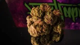 Fresh Alien Labs @ Valley Pure