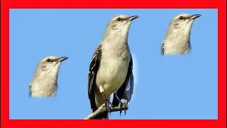Tropical Mockingbird Song! Tropical Mockingbird Call! - Sinsonte Tropical Canto - Mimus Gilvus