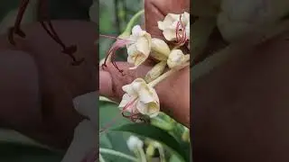 Clerodendrum indicum-About them