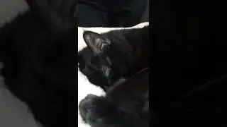 Bear snoring
