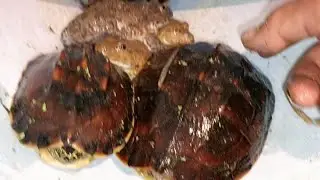 At night Ihunt frog s and turtles#turtle#frog#