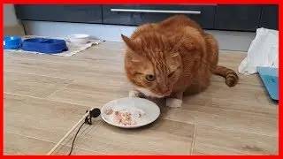 Обзор и дегустация кошачьего корма Cat Chef 2020. Лучшие Влажные Корма для Котов