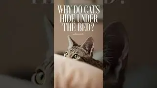 Expert Reveals Why Cats Hide Under Blankets #cats @humaneworldforanimals