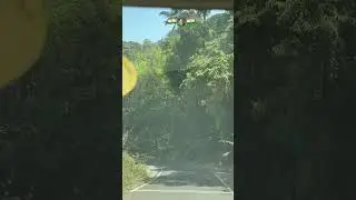 Mesmerizing Jungle Road in Kerala 🌿🛣️ | Nature&rsquo;s Hidden Gem! #kerela #jungle #maniac #trend