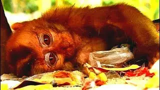 Millions sad, Baby monkey Orphan Axel tear & Sleeping miss Mom, Coz He's Mom lost.