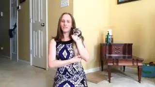 Please help legalize ferrets in CA!